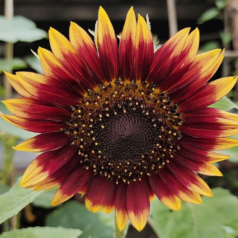 Sunflower Seeds – Zestseeds